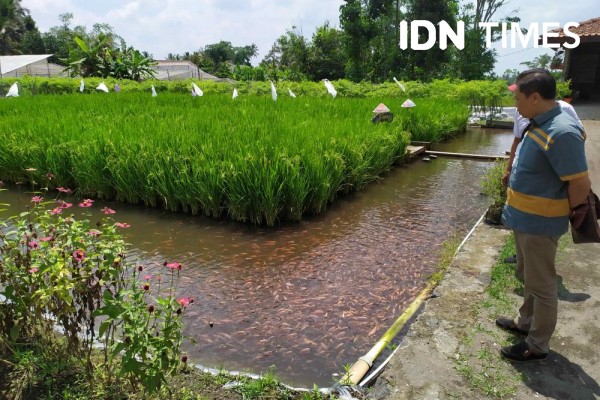 Tahun 2020, DP3 Sleman Siapkan 5 Paket Mina Padi