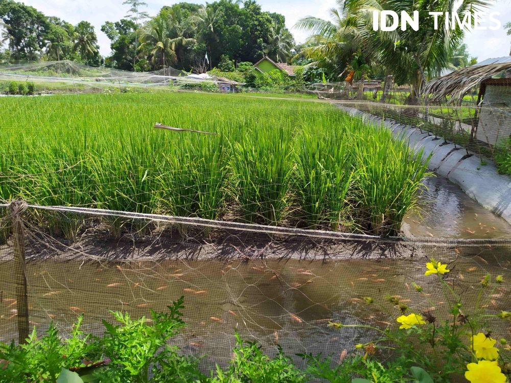 Petani Untung 4 Kali Lipat dengan Sistem Mina Padi Kolam Dalam