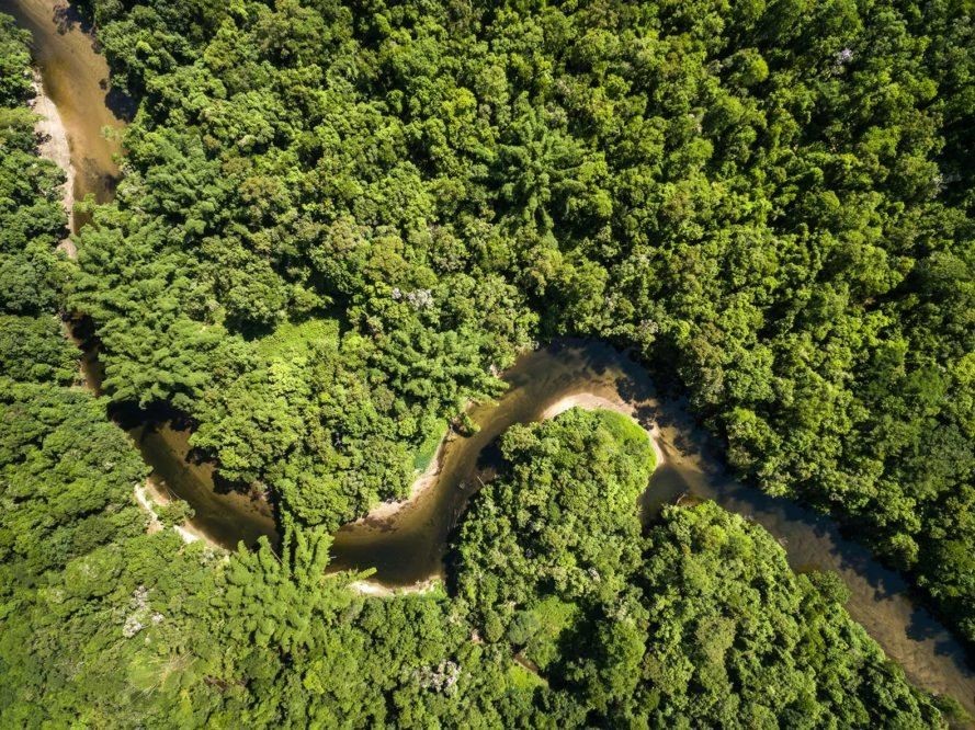 Menakjubkan, Pohon Tertinggi di Hutan Amazon Telah Ditemukan!