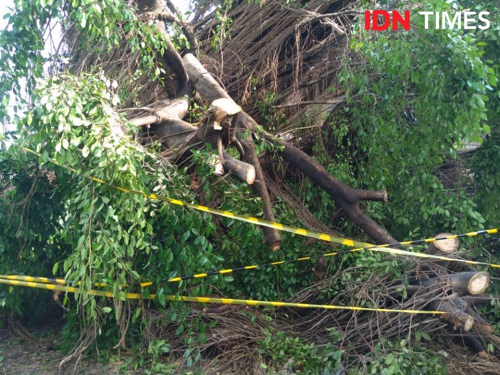 Hujan Deras dan Angin Kencang, Banyak Pohon Tumbang di Makassar 