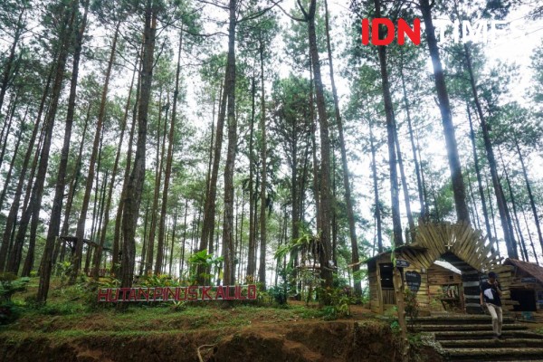 8 Info Wisata Hutan Pinus Kalilo di Purworejo: Lokasi dan Tiket Masuk