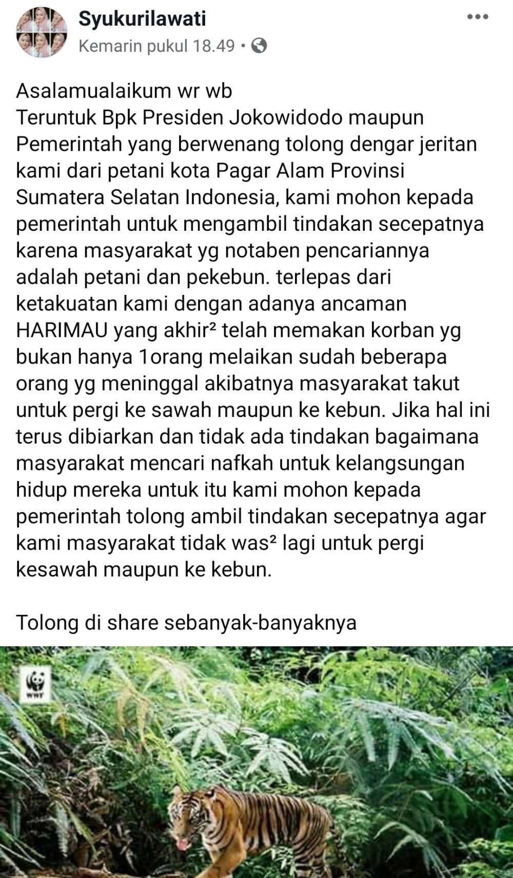Viral, Netizen Minta Presiden Jokowi Sikapi Teror Harimau Sumatera 
