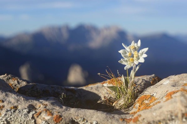 10 Tempat Indah Di Indonesia Untuk Lihat Bunga Edelweiss Awas Nagih