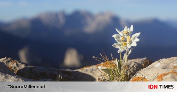 10 Tempat Indah Di Indonesia Untuk Lihat Bunga Edelweiss Awas Nagih