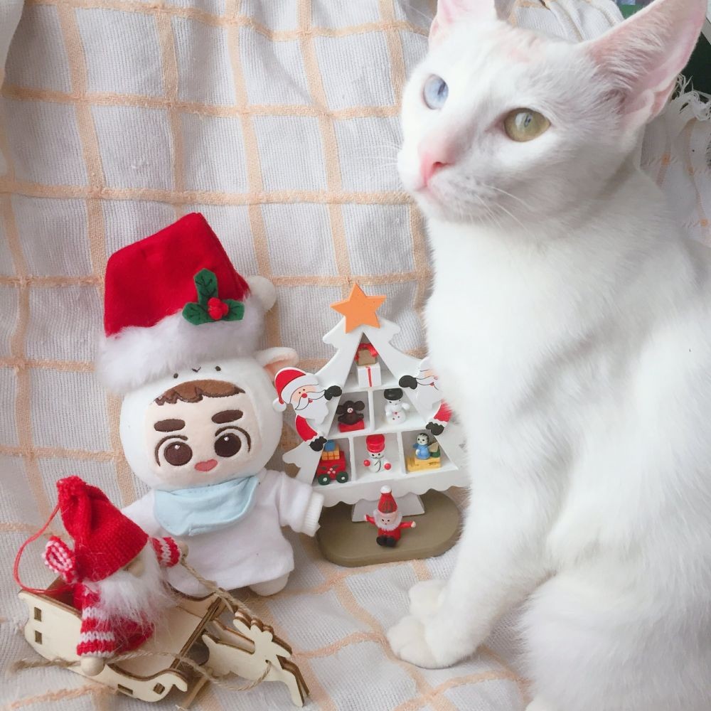 Super Menggemaskan! 10 Potret Lucu Kucing yang Ikut Merayakan Natal