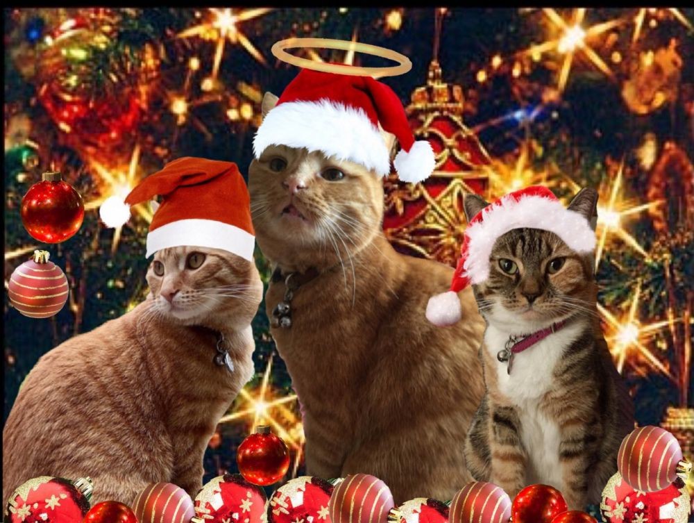 Super Menggemaskan! 10 Potret Lucu Kucing yang Ikut Merayakan Natal