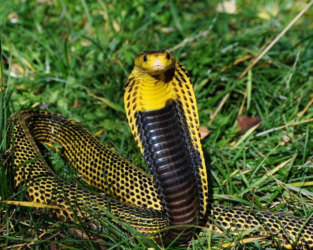 Meski Bikin Bergidik, 7 Ular Ini Punya Kulit dan Warna yang Cantik!