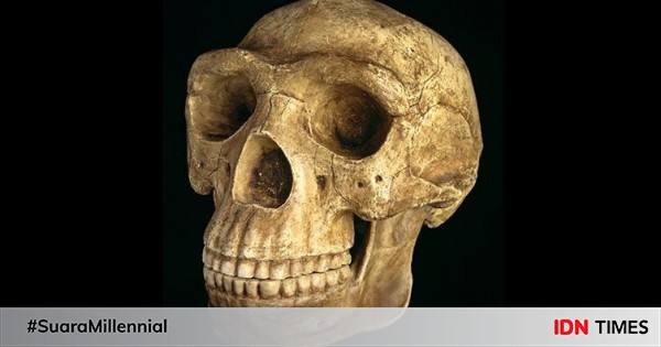 Fosil termuda dari homo erectus ternyata ada di indonesia loh!