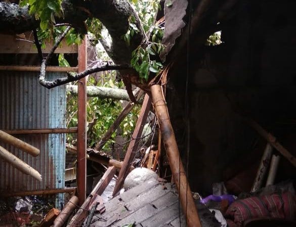 Hujan dan Angin Kencang di Makassar Sebabkan Sejumlah Pohon Tumbang 