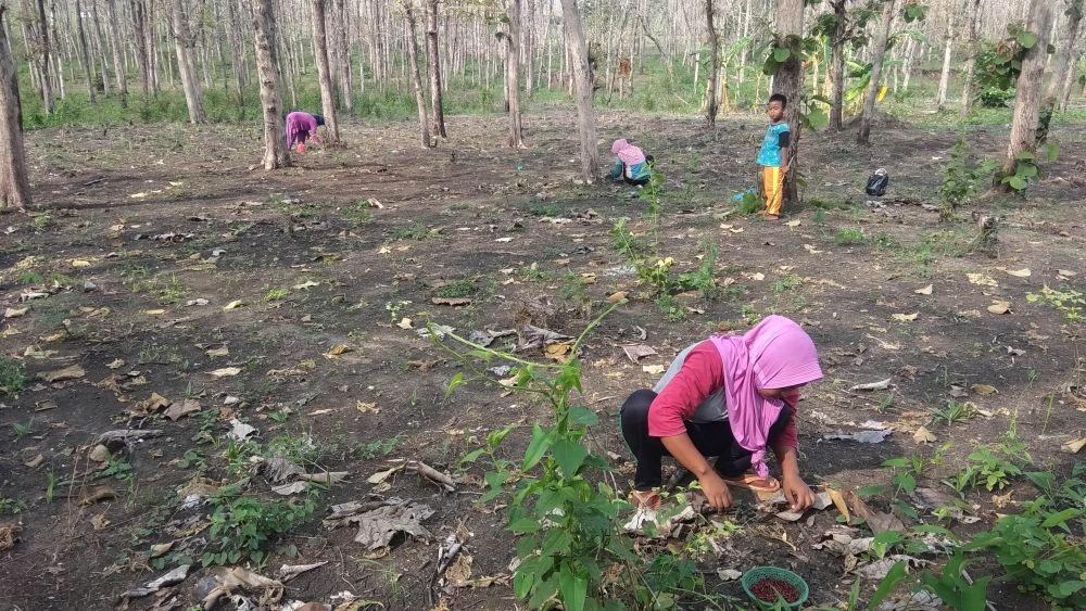 Geli tapi Seru, Sensasi Berburu Entung Pohon Jati ala Masyarakat Tuban