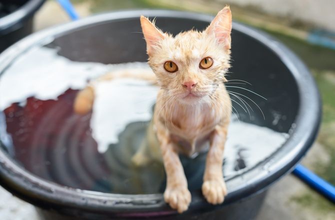 7 Cara Memandikan Kucing dengan Benar, Ikuti Langkahnya!