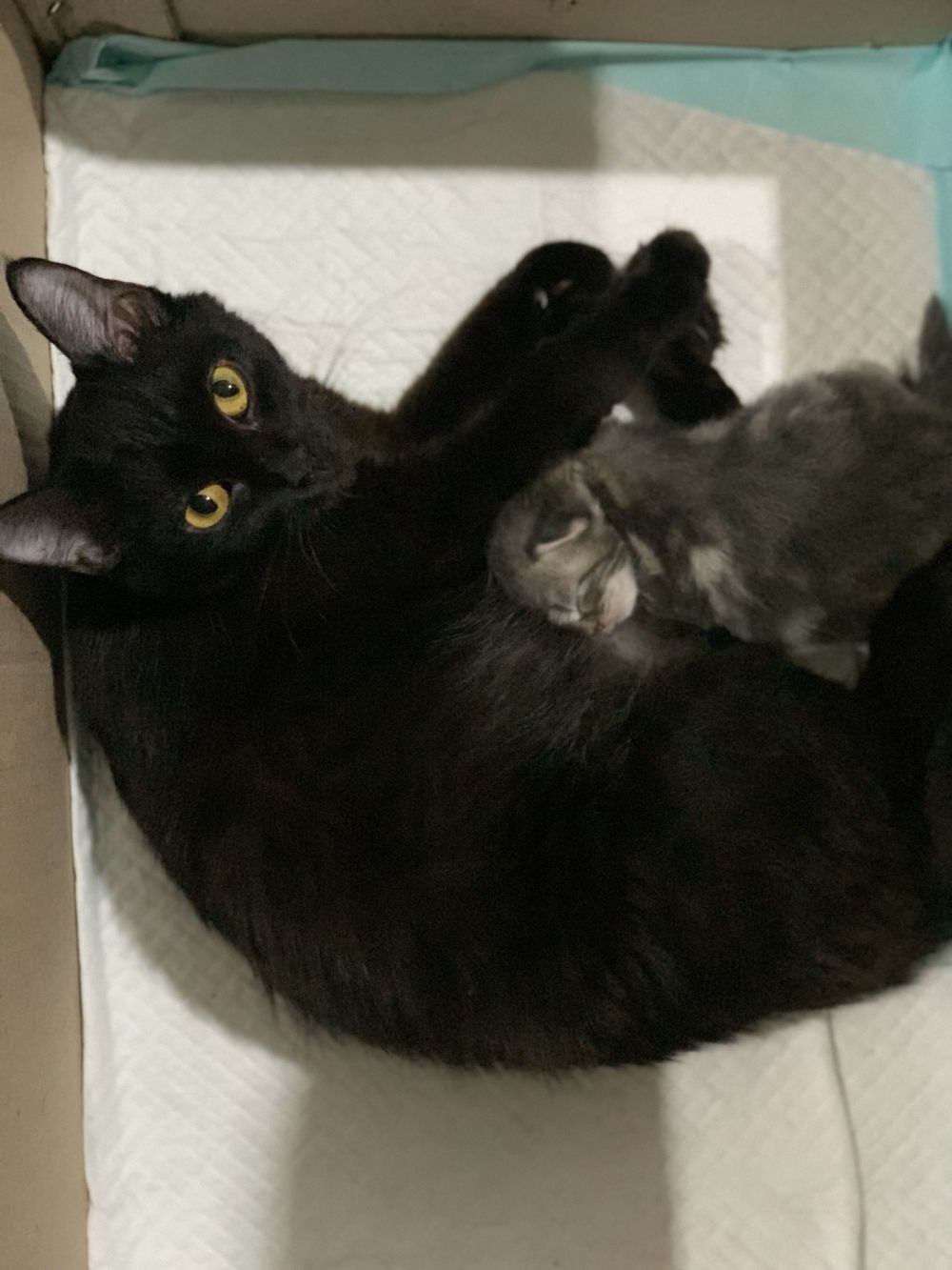 Menggemaskan! Ini 10 Bukti Rasa Sayang Ibu Kucing pada Anaknya