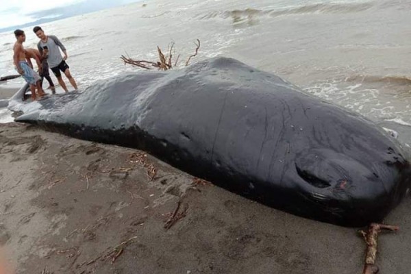 Paus Terdampar di Laut Asahan, Digiring Nelayan Kembali ke Laut Lepas