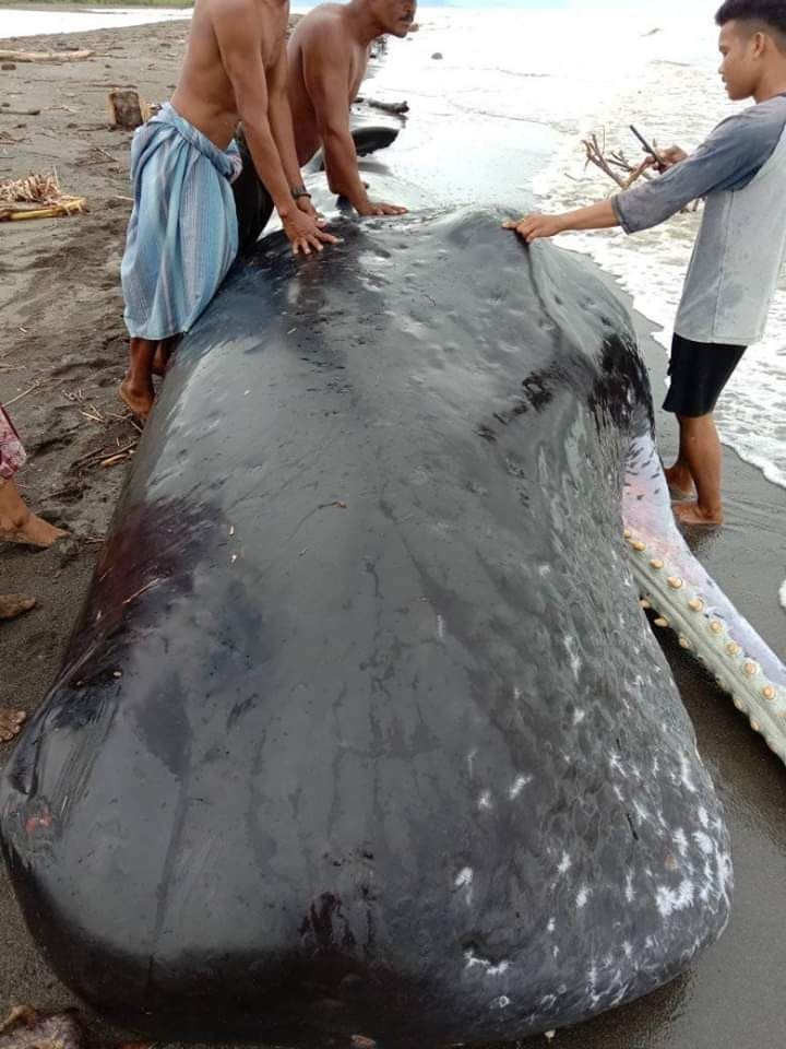 Heboh, Paus 9,5 Meter Terdampar di Bibir Pantai Mamuju Sulawesi Barat