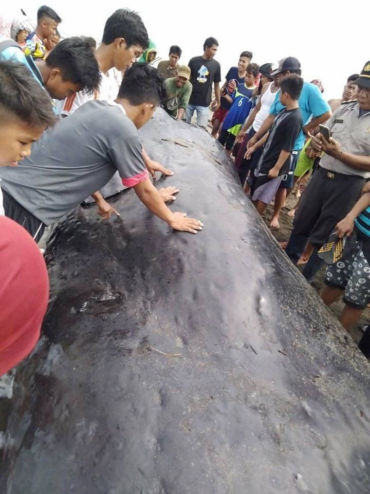 Heboh, Paus 9,5 Meter Terdampar di Bibir Pantai Mamuju Sulawesi Barat