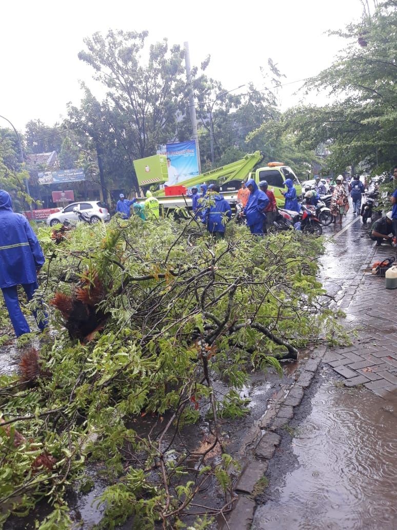 Hujan Deras dan Angin Kencang, Banyak Pohon Tumbang di Makassar 