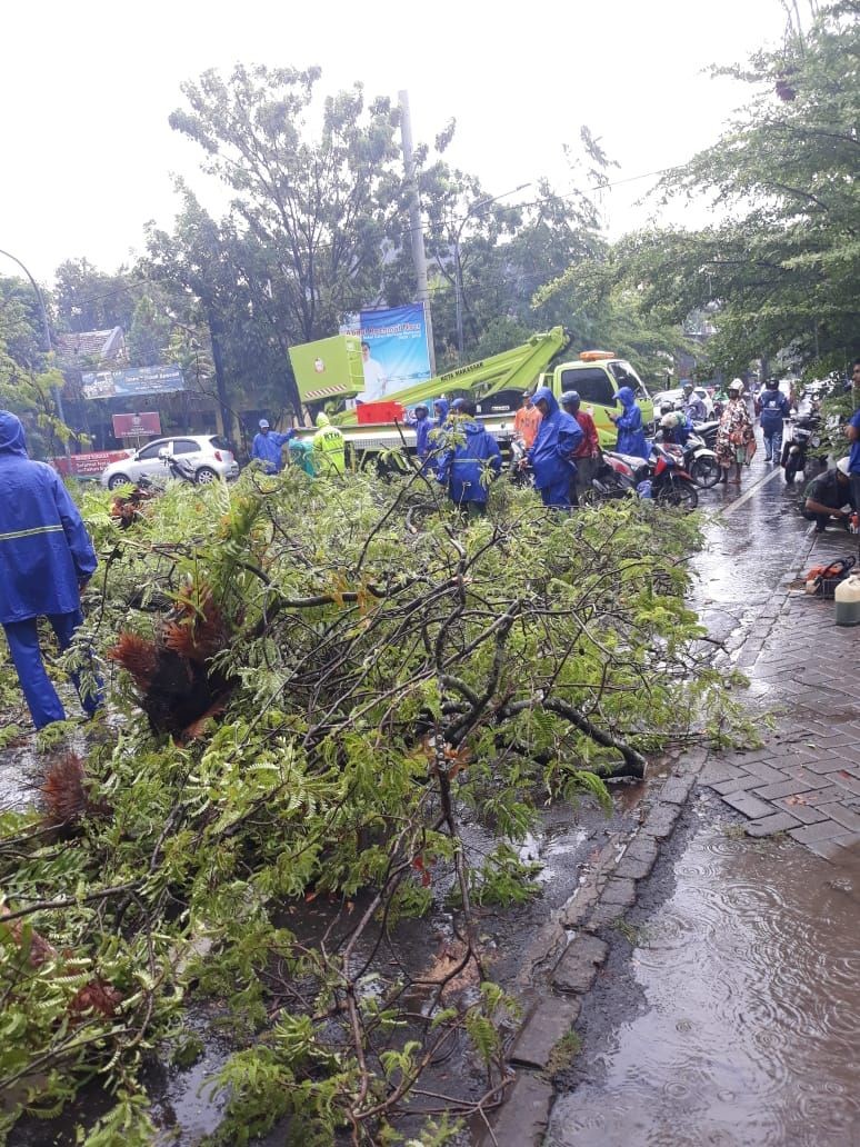 Pohon Tumbang di Samping Rujab Gubernur Sulsel Timpa 1 Mobil 