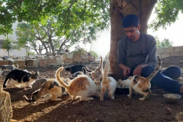 Menyimpan Kisah Kelam! Kucing di Kota Ini Lebih Banyak dari Manusia