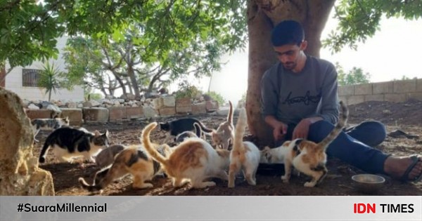 Menyimpan Kisah Kelam! Kucing di Kota Ini Lebih Banyak dari Manusia