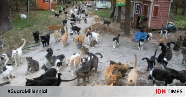 Kucing di Kota Ini Lebih Banyak dari Orangnya, tapi Kisahnya Kelam 