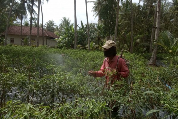 Rawan Penyakit, Petani Cabe Banyuwangi Berharap Harga Stabil