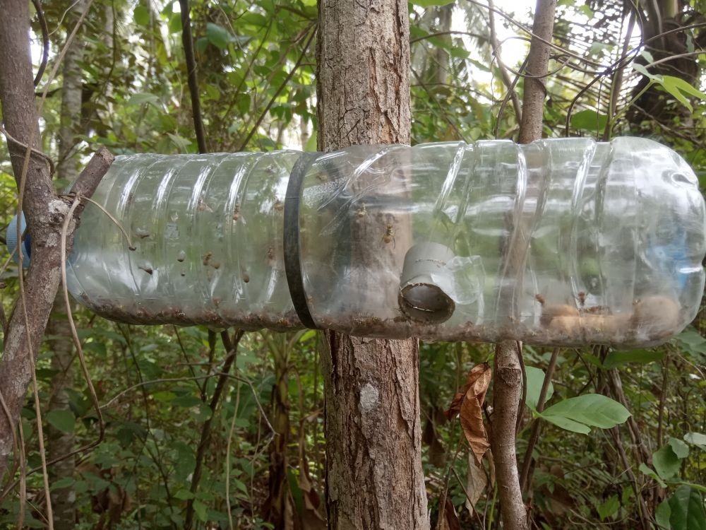Petani Cabai Banyuwangi Antisipasi Serangan Ulat Buah saat Musim Hujan