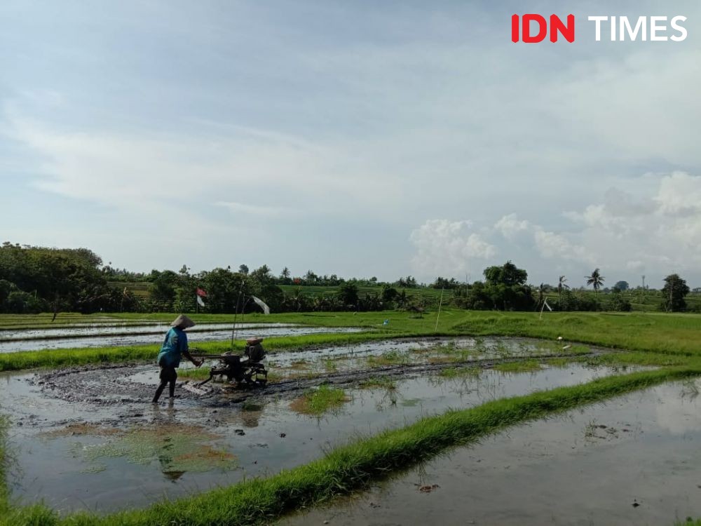 Musim Penghujan, Petani Bali Diimbau Waspada Banjir dan Tanah Longsor