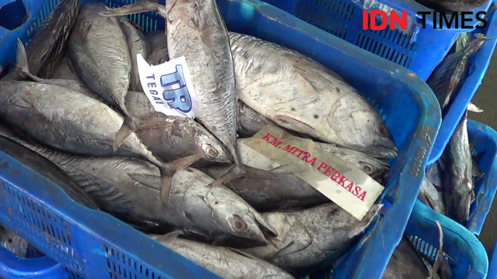 Harga Ikan di Tegal Terjun Bebas, Nelayan Bingung Apa Penyebabnya