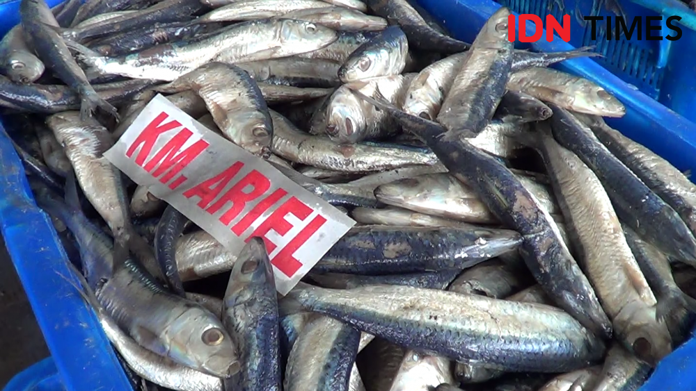 Harga Ikan di Tegal Terjun Bebas, Nelayan Bingung Apa Penyebabnya
