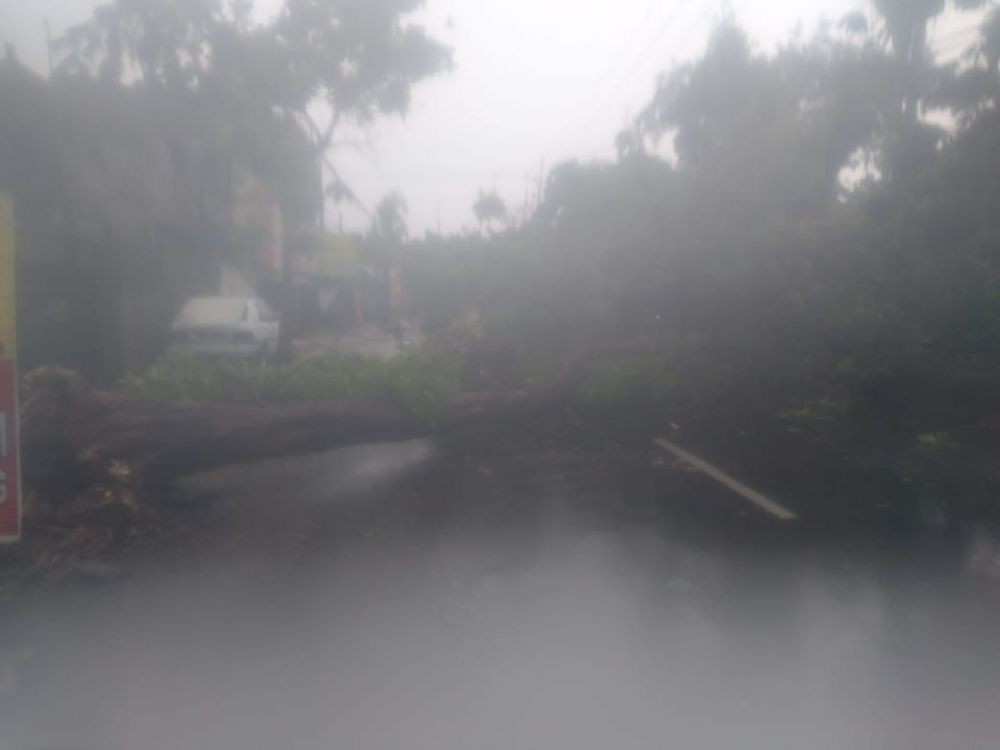 Banyak Pohon Tumbang, 13 Lokasi di Surabaya Terdampak Hujan Angin