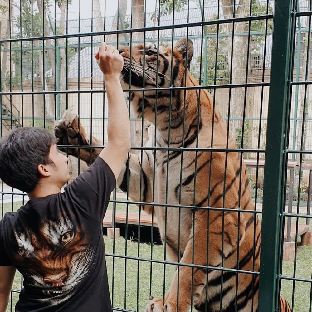 Cerita Alshad yang Ingin Bangun Penangkaran Harimau Benggala