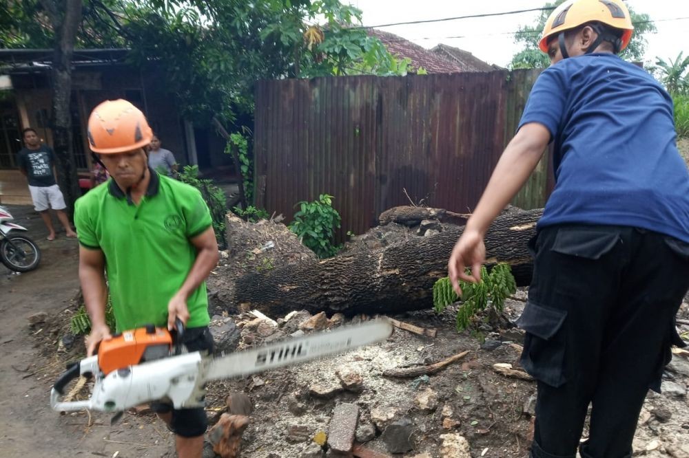 Sekeluarga Terluka karena Tertimpa Pohon Tumbang di Bojonegoro