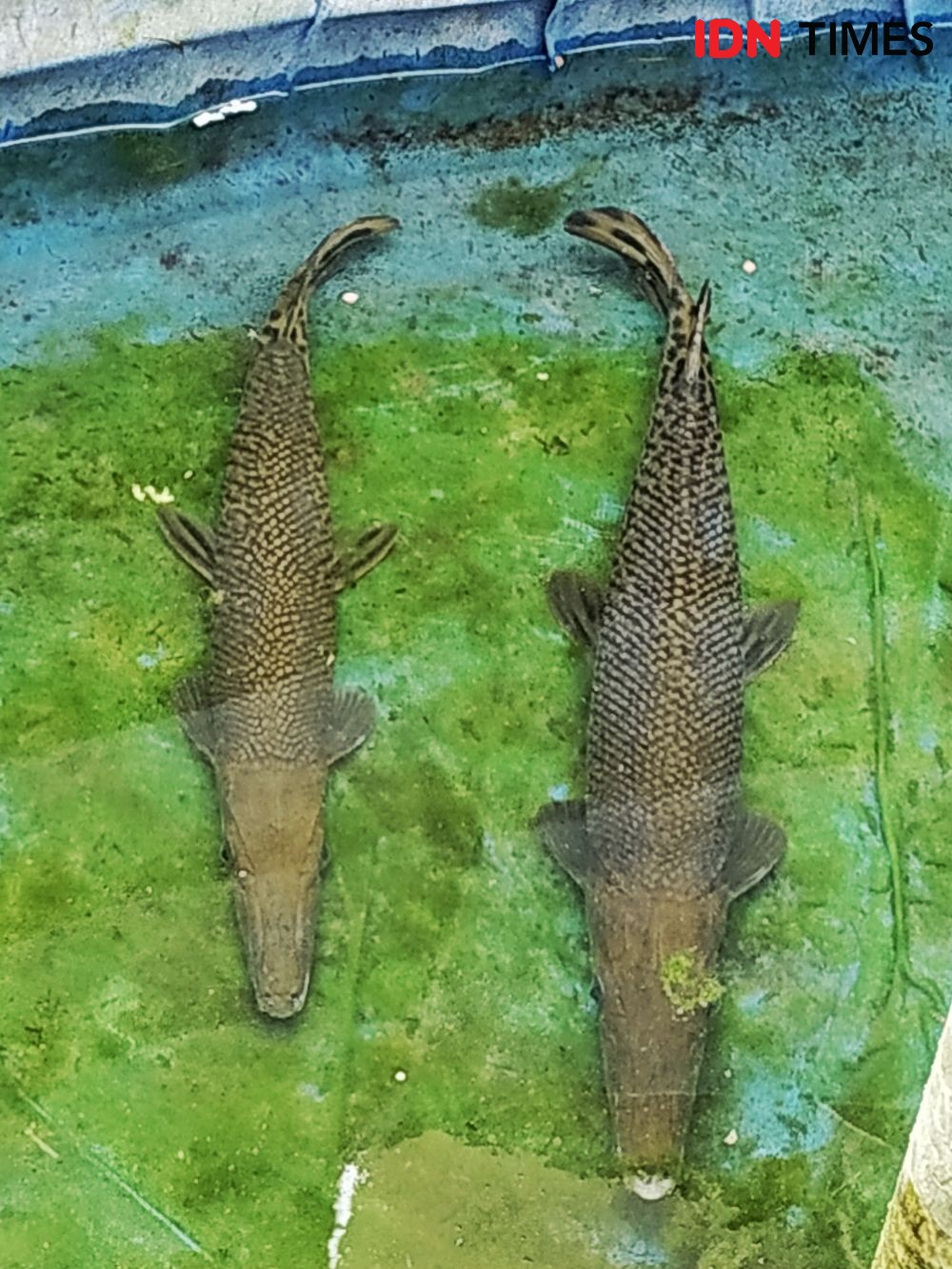 [FOTO] Ini Ikan Aligator yang Gigit Balita di Lapas Perempuan Sukamiskin