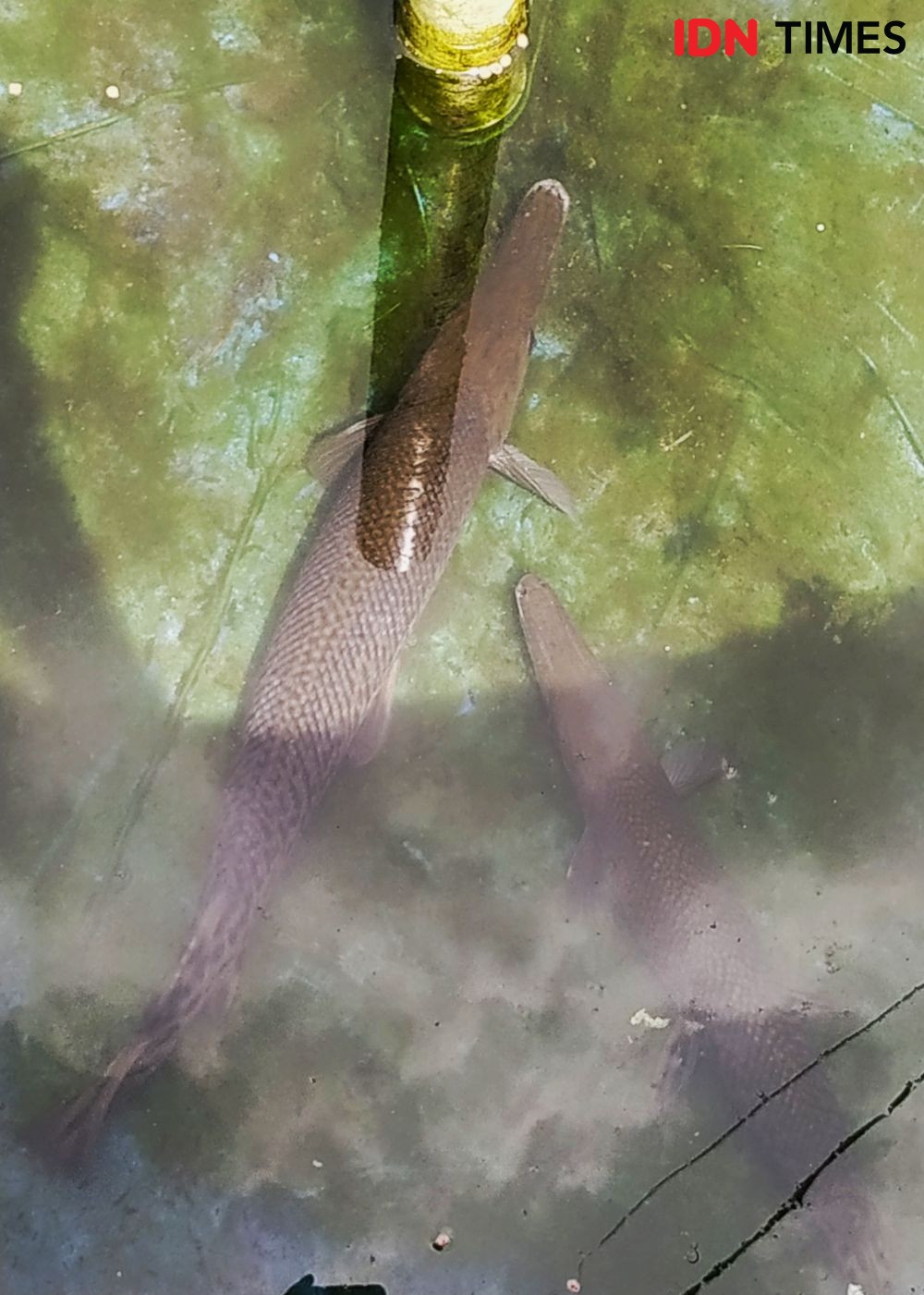 [FOTO] Ini Ikan Aligator yang Gigit Balita di Lapas Perempuan Sukamiskin