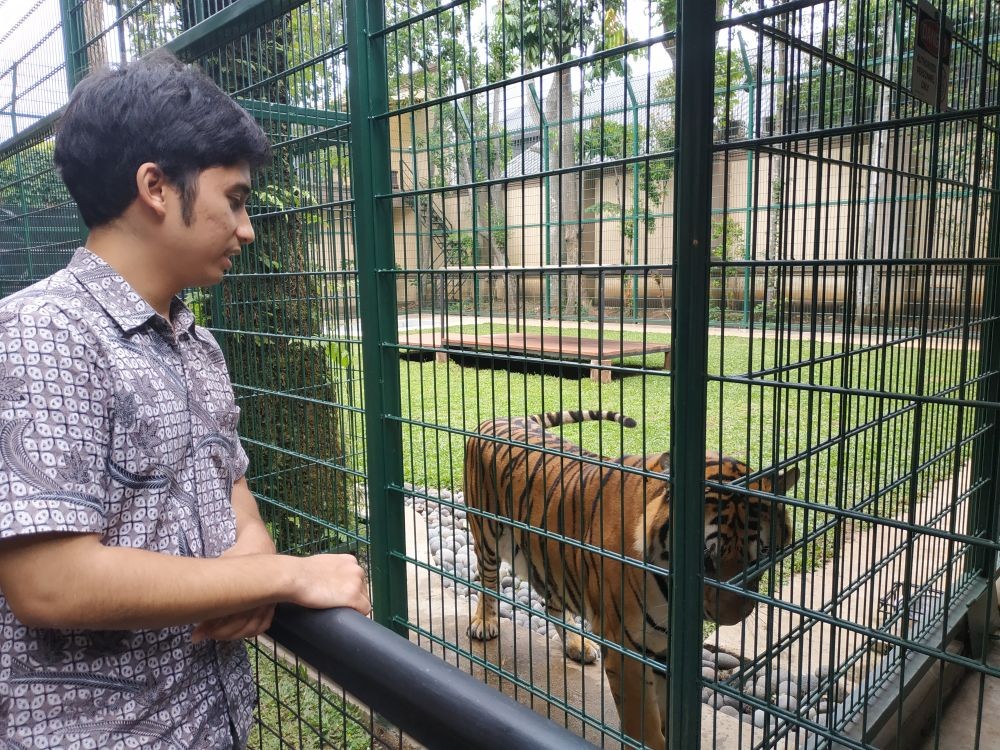 Cerita Alshad yang Ingin Bangun Penangkaran Harimau Benggala