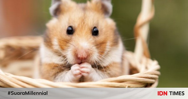 7 Penyakit Paling Umum Ditemui Pada Hamster Segera Obati