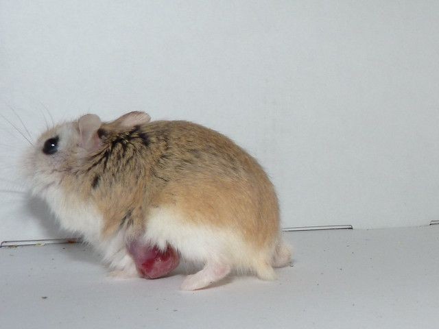 7 Penyakit Paling Umum Ditemui pada Hamster, Segera Obati.
