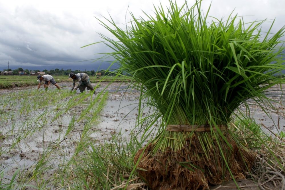 Alasan Sulteng Layak Jadi Daerah Penyangga IKN Nusantara