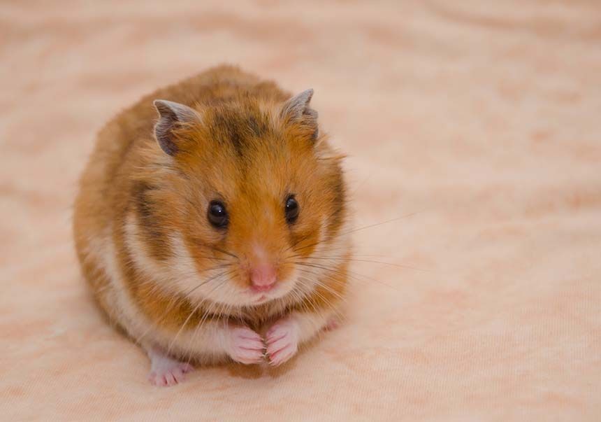 7 Penyakit Paling Umum Ditemui pada Hamster, Segera Obati