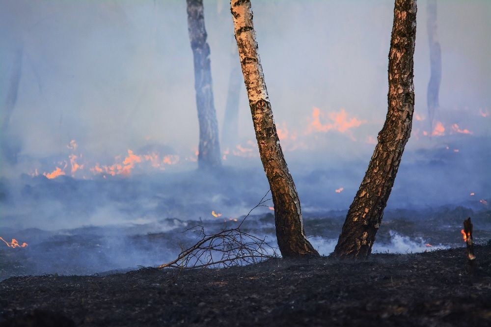 Cegah Kebakaran Hutan, Mahasiswa UGM Tawarkan Konsep We-Remotes 