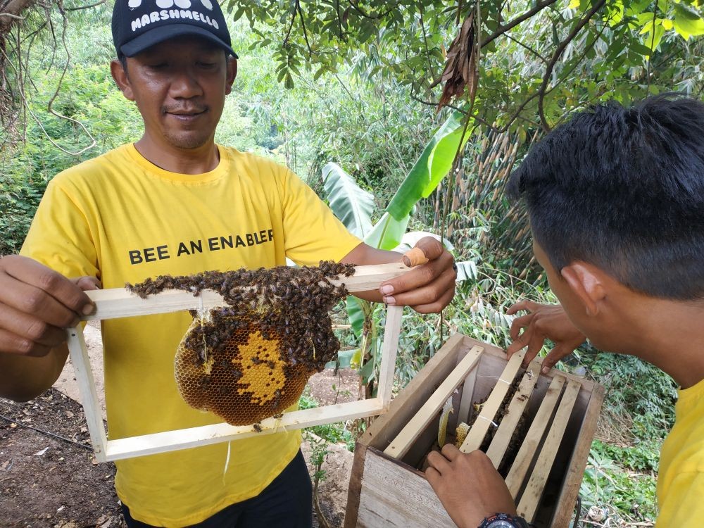 Bisnis Baru Anak Muda, Beternak Lebah Madu yang Menguntungkan