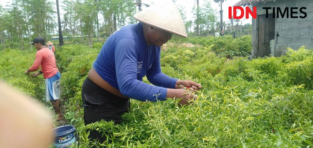 Harga Bawang Merah Tinggi, Petani di Bantul Tak Kecipratan 'Rejeki'