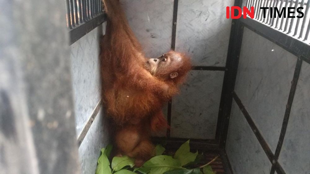 Sempat Dipasarkan di Sosmed, 2 Bayi Orangutan Berhasil Diselamatkan