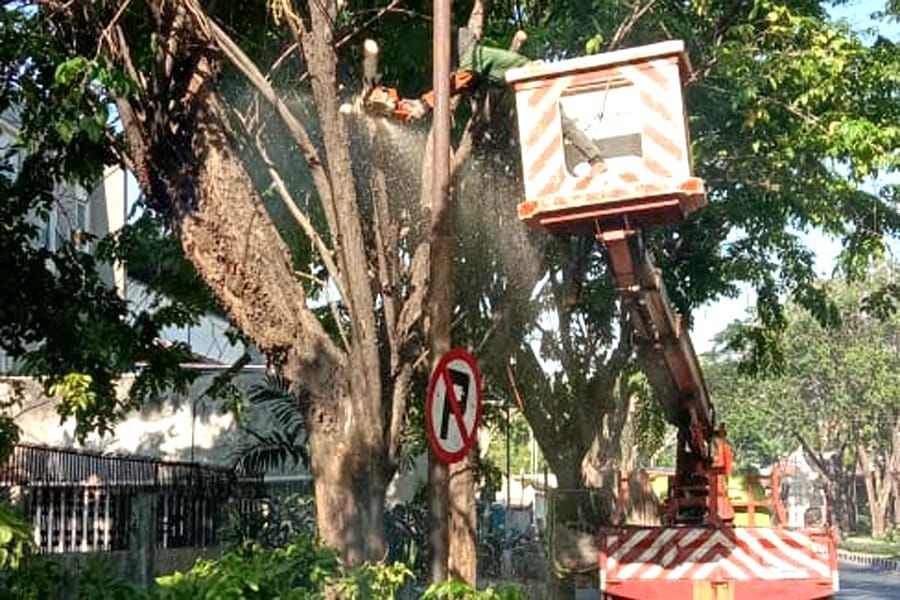 Puluhan Pohon Tumbang, Pemkot Surabaya Perantingan Besar-besaran