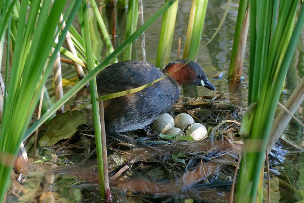 14 Sarang Burung dengan Desain Paling Keren dan Mengagumkan!