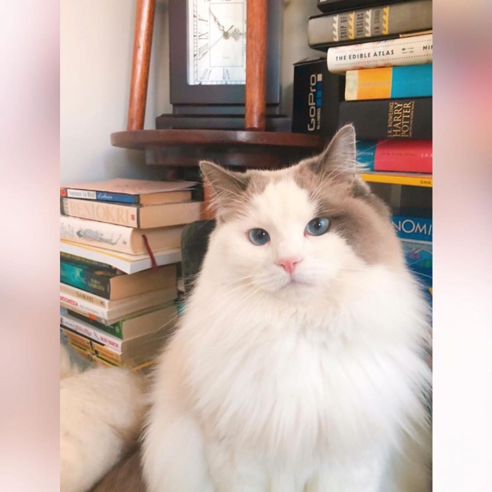 10 Potret Sherina Munaf bareng Kucing-Kucingnya, Gemesin Abis!