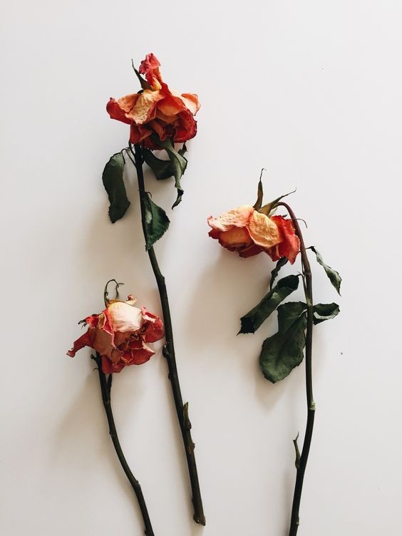 Terkeren 13+ Gambar Bunga Mawar Kering - Richa Gambar