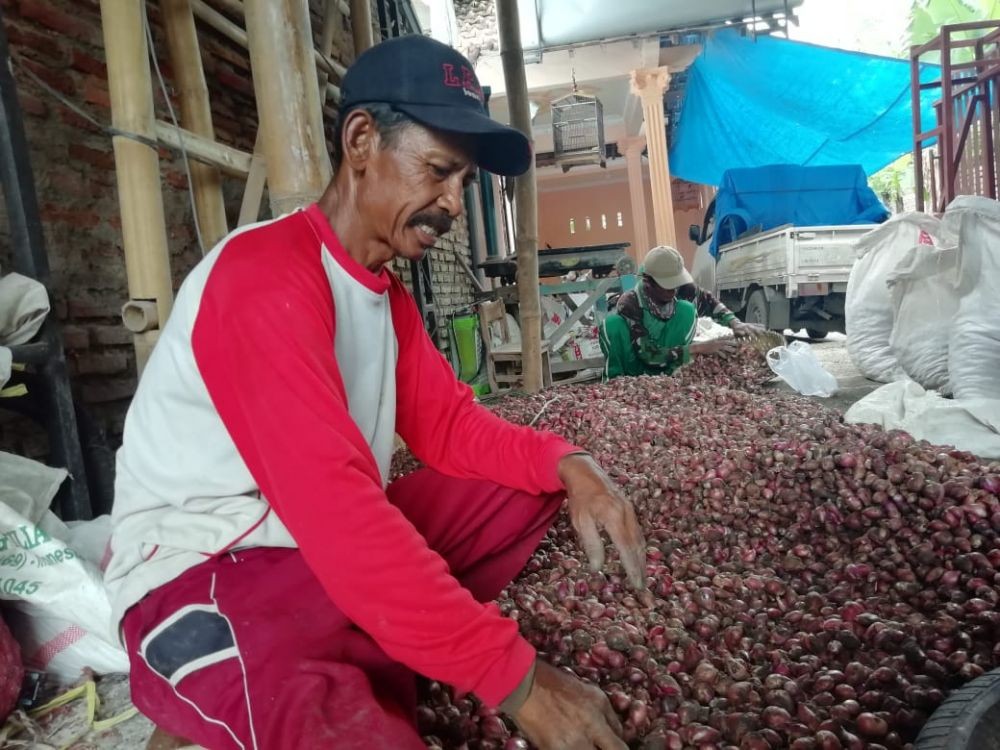 Anjlok, Bawang Merah di Bantul Cuma Dihargai Rp5 Ribu per Kg