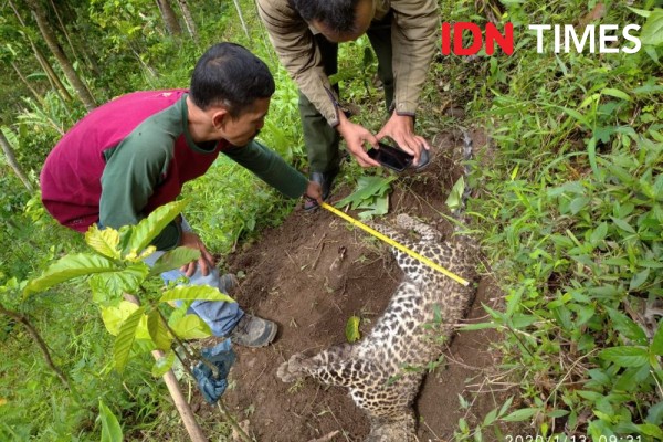 BKSDA: Macan Tutul yang Mati di Gunung Muria Kondisi Anusnya Berdarah
