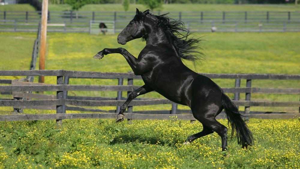 7 Jenis Kuda Paling Populer dan Disukai di Seluruh Dunia